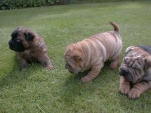 Shar-pei ¡Garantía Veterinaria de CINCO AÑOS