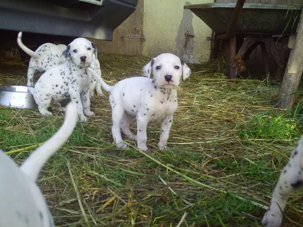 VENDO CACHORROS DALMATA  POR 99 EUROS.