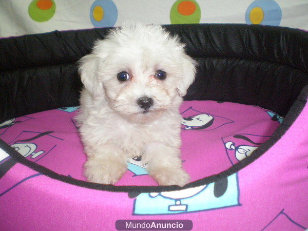 bichon maltes h