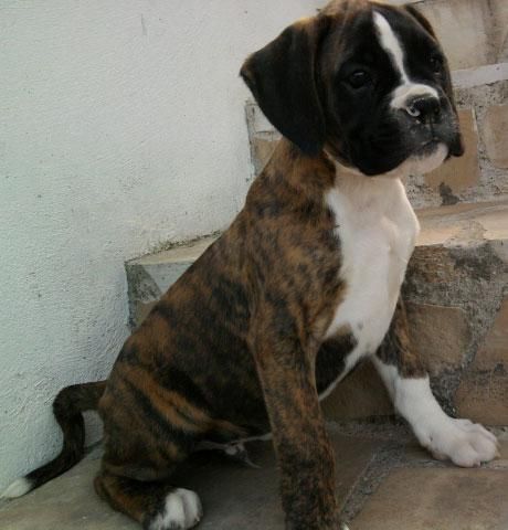 Cachorro Macho de Boxer