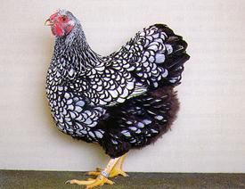 Gallinas Ornamentales