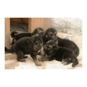 impresionantes cachorros de pastor aleman a buen precio