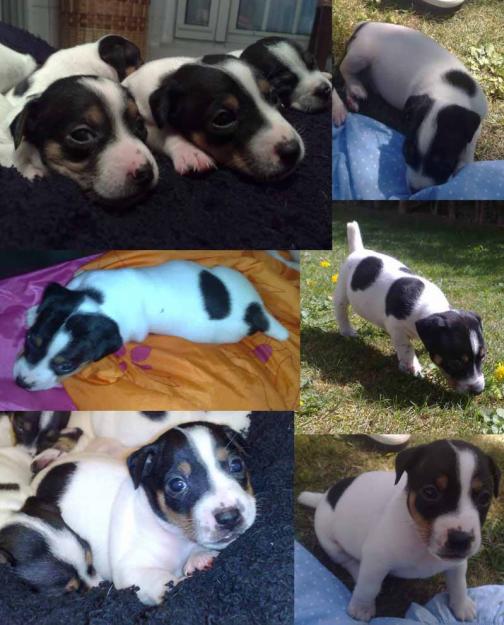 Jack Russell Preciosos Cachorros con Pedigree