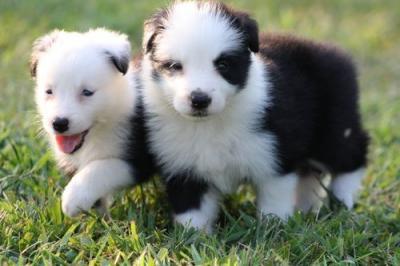 PRECIOSOS CACHORROS BORDER COLLIE CON PEDIGREE