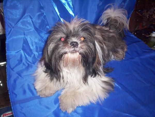 SHIH TZU en venta cachorros