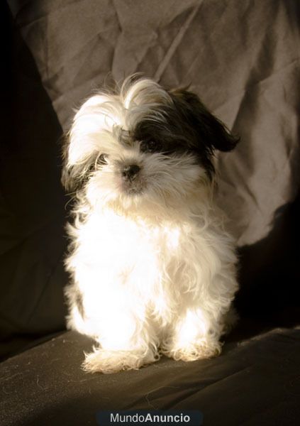 shih tzus preciosos cachorros a 300  negociables