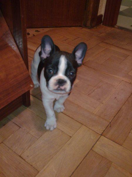 VENDO BULLDOG FRANCES