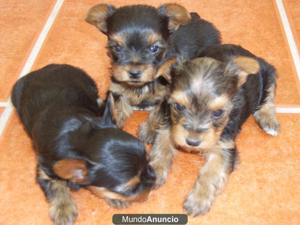 yorkshire terrier toy