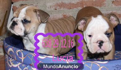 Vendo cachorritos Bulldog ingles ¡tu oportunidad!