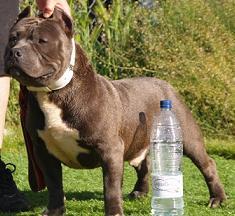 AMERICAN BULLY