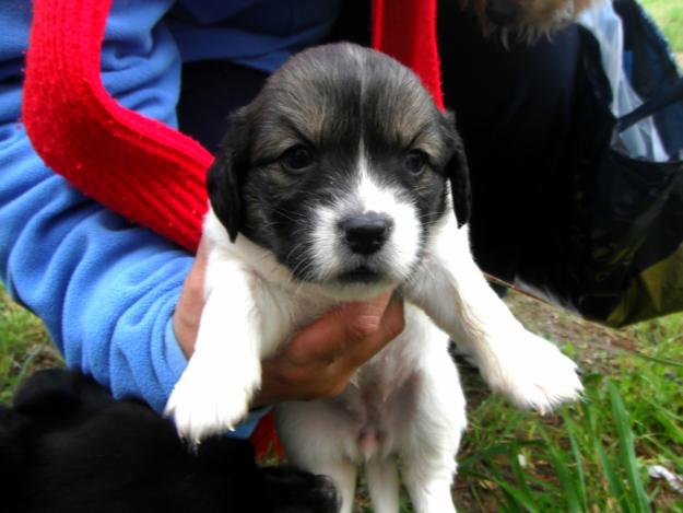 El mejor regalo para estas navidades (Adopción de perros gratis ).