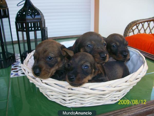 ESPECTACULAR CAMADA DE PERROS DE AGUA