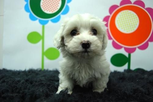 hembras y machos de bichon maltes. 2MESES!