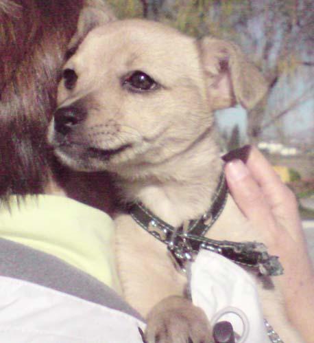 macho x chihuahua de 2 meses en adopción URGENTE