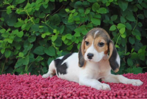 PRECIOSOS BEAGLES TRICOLOR (LOE) 350€