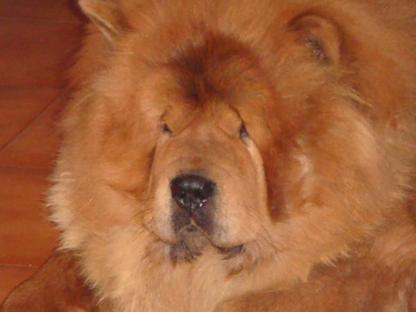 regalo perro chow chow