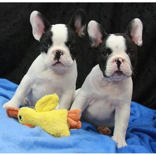 Vendo cachorritos de Bulldog Francés, preciosos  100