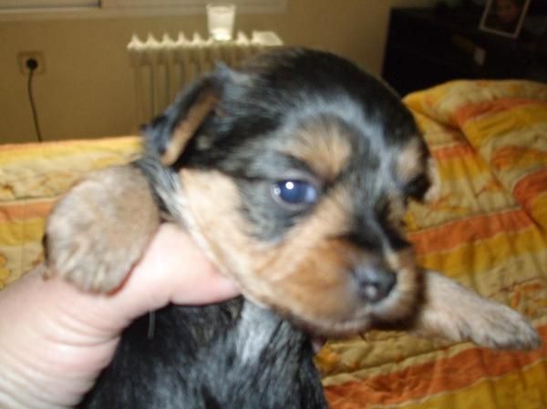 Yorkshire Terrier Mini, Camada