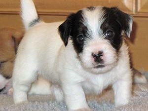 130 Jack Russel hembra cachorro para cualquier amante de la casa.