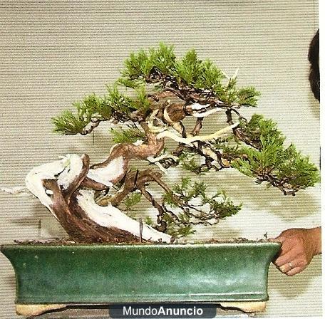 bonsai sabina rastrera
