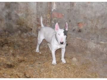 BULL TERRIER PARA MONTAS BLANCO CON PARCHE ATIGRADO EN EL OJO