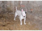 BULL TERRIER PARA MONTAS BLANCO CON PARCHE ATIGRADO EN EL OJO - mejor precio | unprecio.es