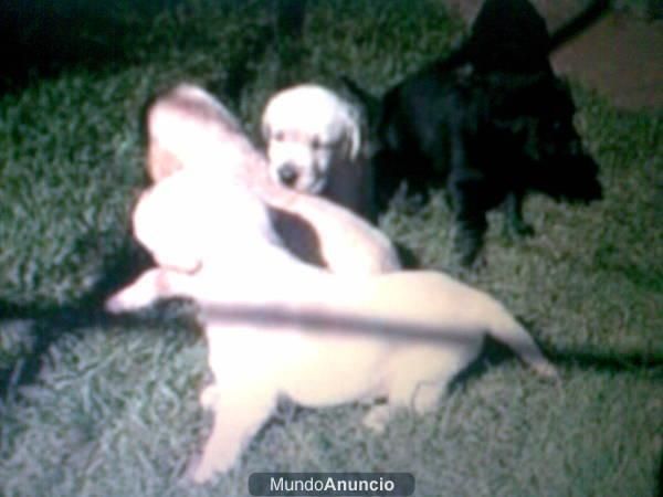 cachorritos de labrador con 50 dias documentacion en mano