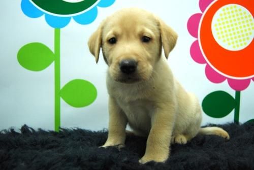 camada de labrador, cachorros con dos meses