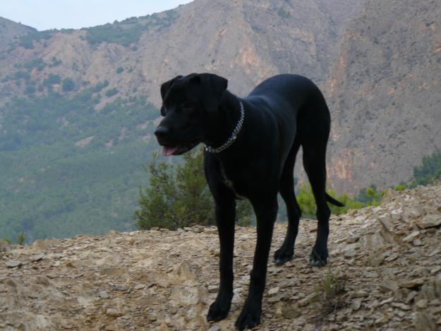 Cambio perro por ave rapaz