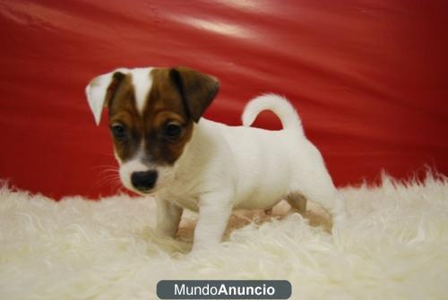 Excelentes cachorros de Jack Russell terrier listos para entregar