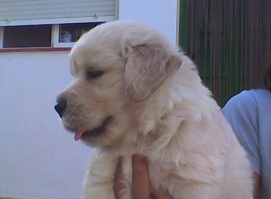 Expectaculares cachorros Golden Retriver