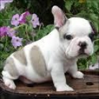 Preciosos cachorrillos de Bulldog Frances ideales para papa noe - mejor precio | unprecio.es