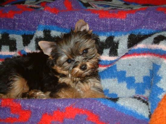 Yorkshire Terrier Tcup criados con amor