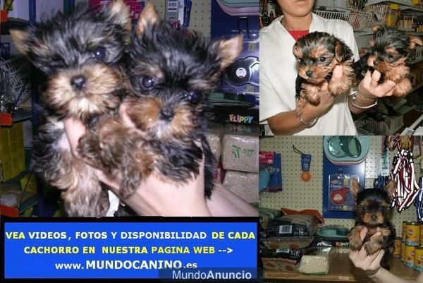 Yorkshire Terrier y Chihuahua Cachorros en Tienda Virtual