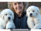 Lindo bebé cachorros golden retriever en venta. - mejor precio | unprecio.es