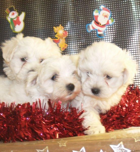 Bichon maltes, tu cachorro de estas navidades