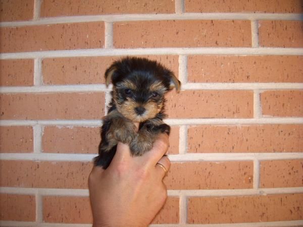 cachorritos de yorkshire terrier con pedigri(loe)