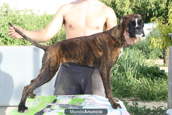 cachorro boxer