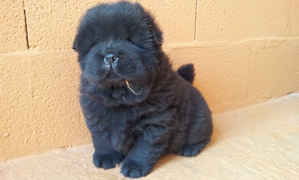 Cachorros chow chow