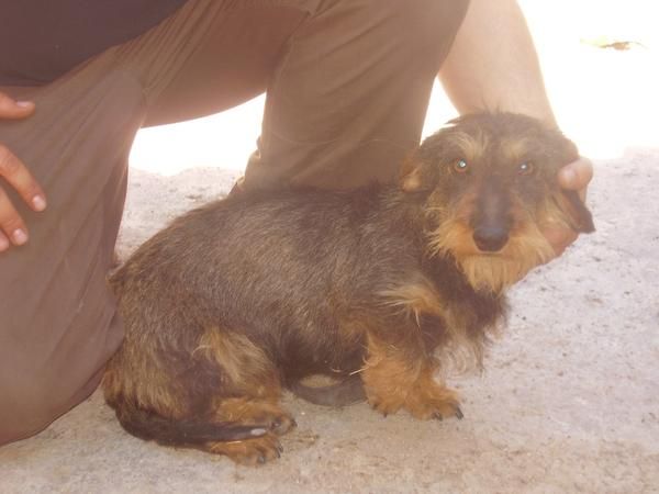 Cachorros de teckel standar