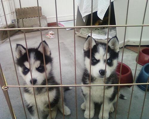 Cachorros Siberian Husky en busca de un buen hogar.