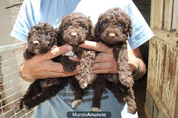 Camada de Perro de agua español