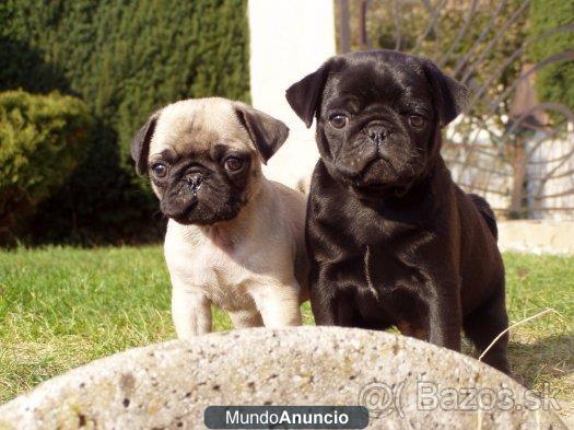 Carlinos muy guapos juguetones con pedigree y garantía 300€