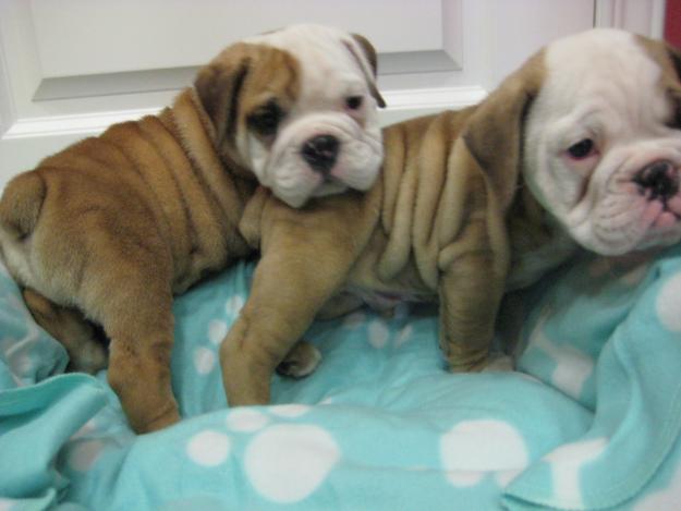 EL RINCON DEL CACHORRO BULLDOG INGLES DISPONIBLES