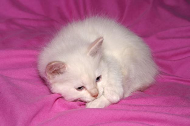 Gatitos Ragdoll con pedigree