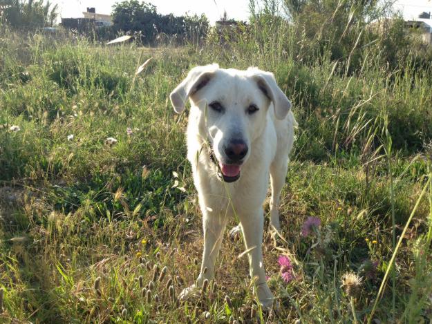 Mestizo de Golden Retriever en adopción