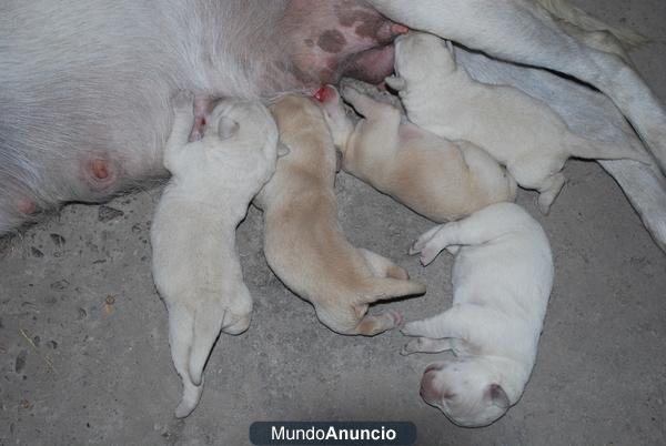 se dan cachorritos