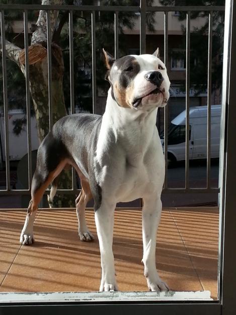 Se ofrece macho de American Staffordshire terrier blue tricolor para montas