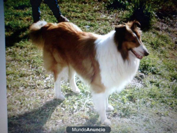 VENDO BORDER COLLIE