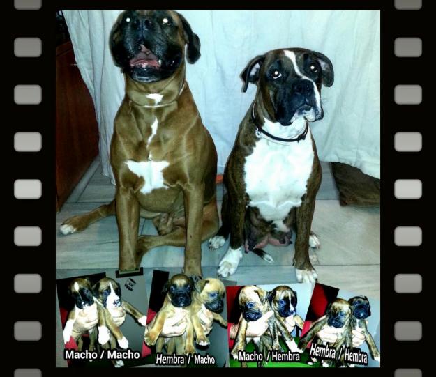 Venta cachorros Boxer